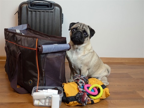 Pet Preparedness