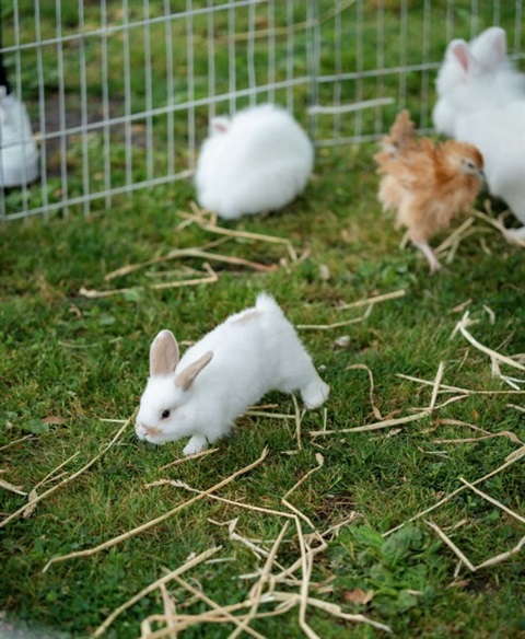 egg-hunt-bunny.jpg