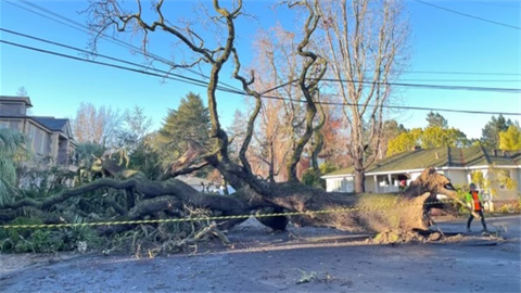 Large-tree-downed-on-road-with-Public-Works-individual-managing
