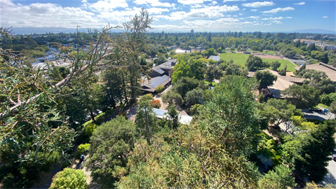 Aerial view of Menlo Park trees