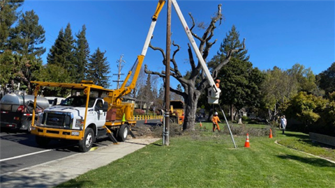 Tree maintenance