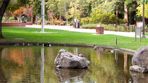 Menlo Park pond