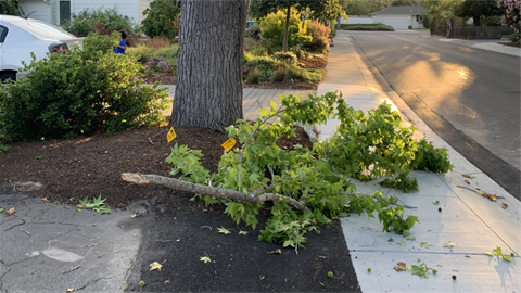 Fallen tree limb