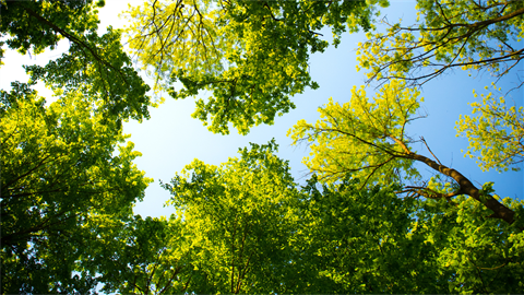 Tree view from below