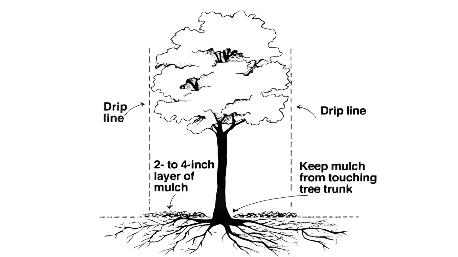 Tree watering diagram