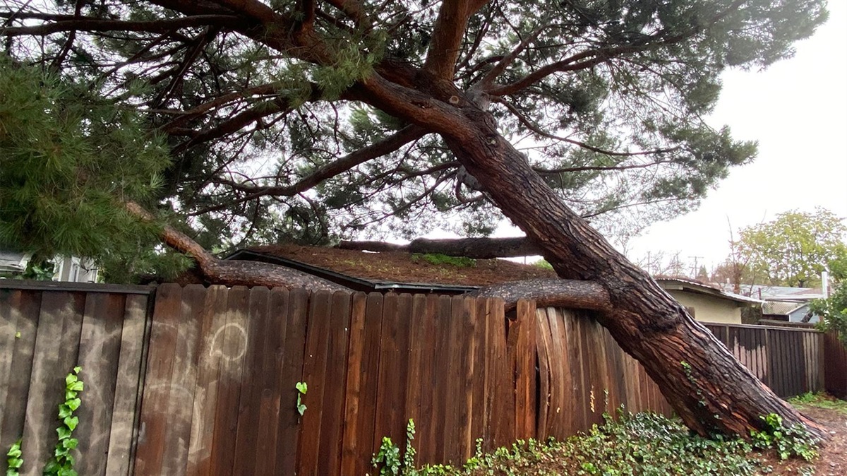 Preserve or remove? The Heritage Tree Ordinance and emergency removal City  of Menlo Park
