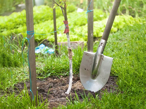 Spade-next-to-newly-planted-tree.jpg