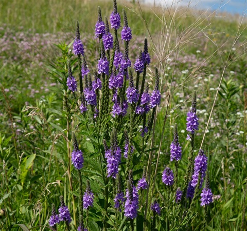 CA native plant pic.jpg