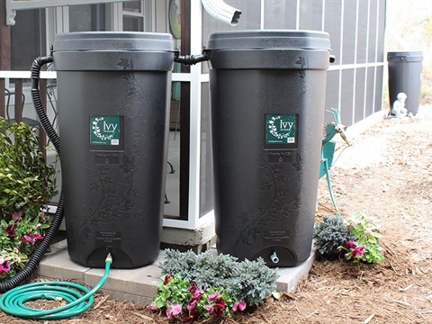 Ivy-rain-barrels