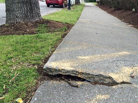 sidewalk-damaged-by-city-street-tree.jpg