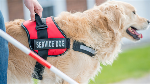 Golden retriever service dog 